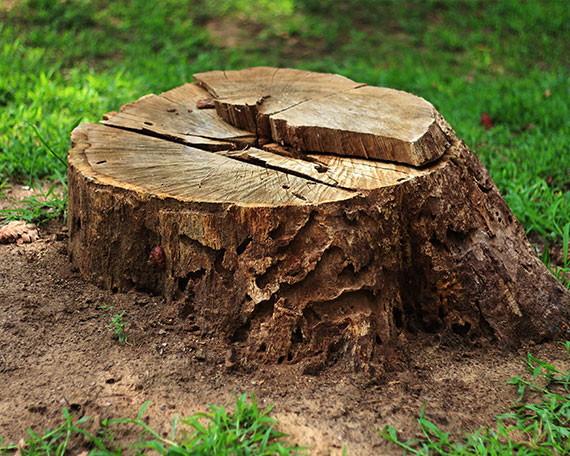 Stump Grinding